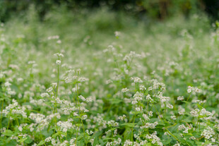 绿野中的白色小花