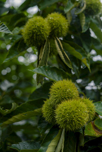 枝头饱满的绿色板栗