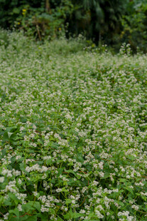 白色小花铺满的繁茂草地