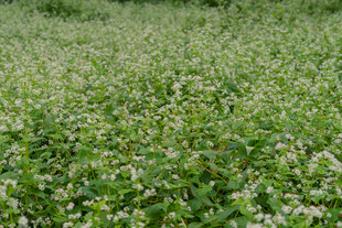 绿色繁茂的植物景观