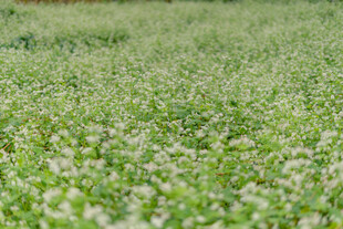 绿意盎然的草地