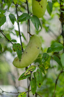 藤蔓上的青绿色弯曲果实 八月瓜