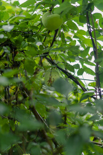 繁茂绿叶间的自然景致 猕猴桃 