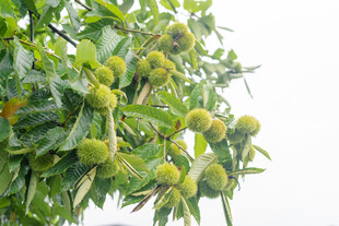 枝头饱满的青板栗果实