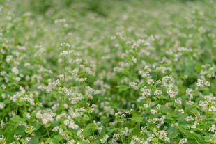 绿意盎然的白色小花田