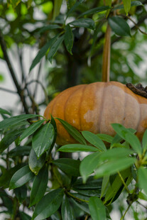 树上的橙色南瓜