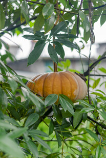 树上的橙色南瓜