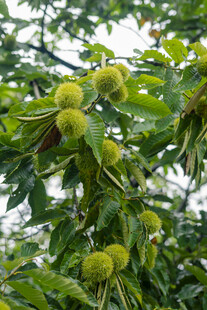 树上的板栗果实