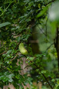 绿叶间的八月瓜