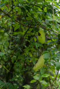 绿叶繁茂的自然景象 八月瓜