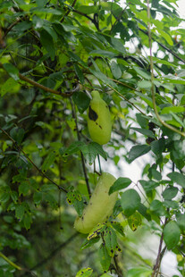 绿叶繁茂的生机景象 八月瓜