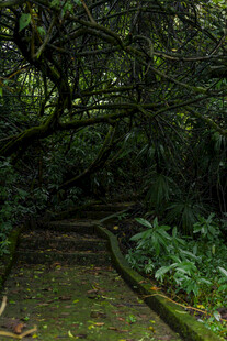 幽静绿荫小径  自然之美