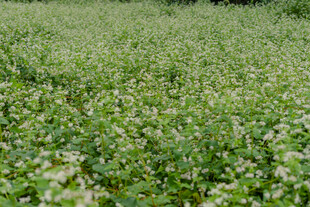 绿色荞麦田 生机盎然