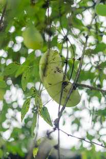 枝头挂着八月瓜