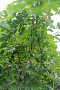 繁茂绿植 八月瓜