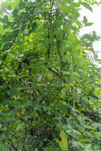 繁茂绿植景观 八月瓜