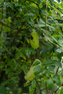 绿叶丛中的独特植物 八月瓜