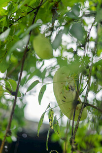 藤蔓上的青绿色瓜类果实 八月瓜