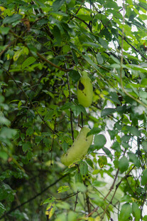 绿叶繁茂的生机景象 八月瓜