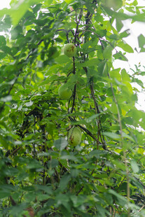 繁茂绿植 展现自然生机八月瓜