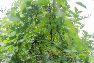 繁茂绿叶植物景观 八月瓜