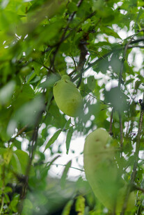 绿叶间的青果八月瓜