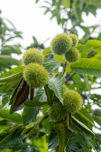 枝头的新鲜板栗果实