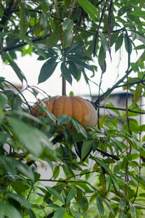 绿叶间的橙色果实