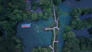 俯瞰森林中的水上栈道