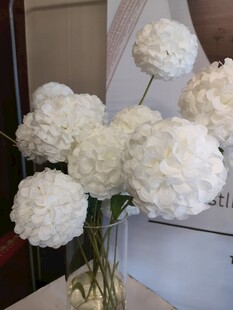 白色乒乓菊插花装饰瓶中