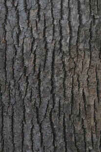 粗糙的树皮纹理