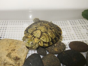 可爱乌龟于石子间休憩