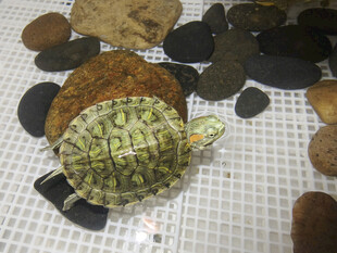 可爱小龟与多彩石头