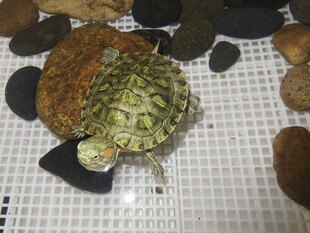 可爱小龟于石块间休憩