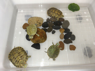 一群小乌龟在容器中