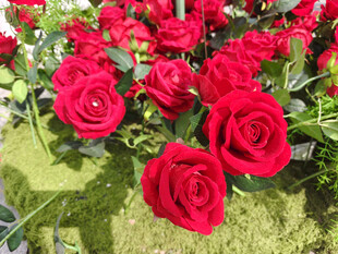 娇艳红玫瑰绽放