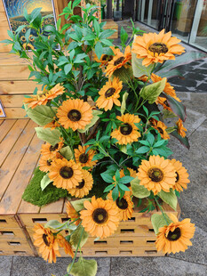 木框中盛放的灿烂向日葵