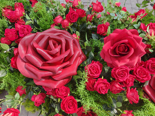 娇艳红玫瑰与绿叶搭配