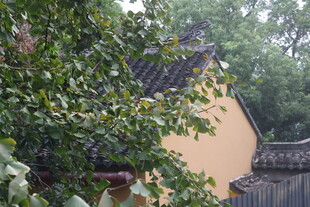 银杏掩映下的古朴建筑