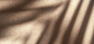 光影下的叶片纹理