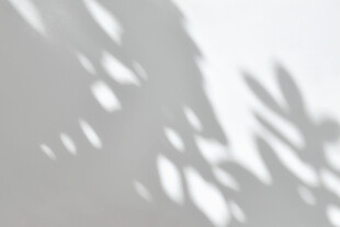 树叶光影投射墙面景象