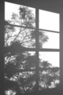 透过窗格看树影斑驳