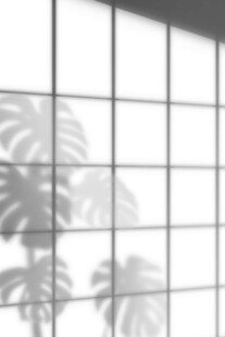 透过窗格看朦胧植物