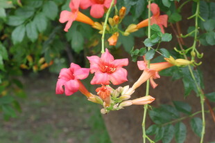 娇艳凌霄花绽放