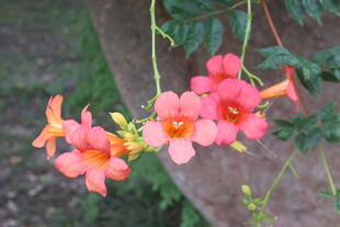 娇艳凌霄花绽放枝头