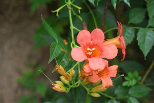 娇艳凌霄花绽放