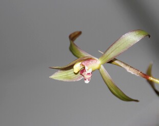 单株雅致兰花特写