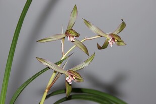 优雅绽放的黄色兰花