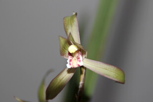 单株雅致兰花特写