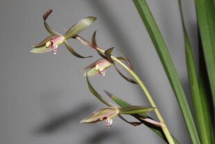 优雅绽放的兰花